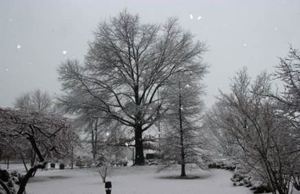 New Year on campus 2014