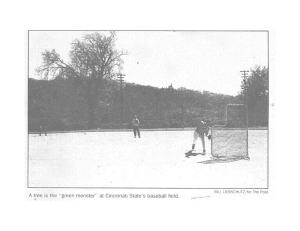 Large tree in Salway baseball field