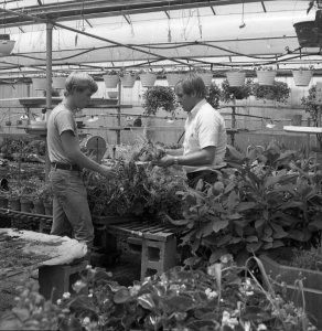 Jerry Krismer (right), former Ornamental Horticulture instrutor with unknown male student, date unknown